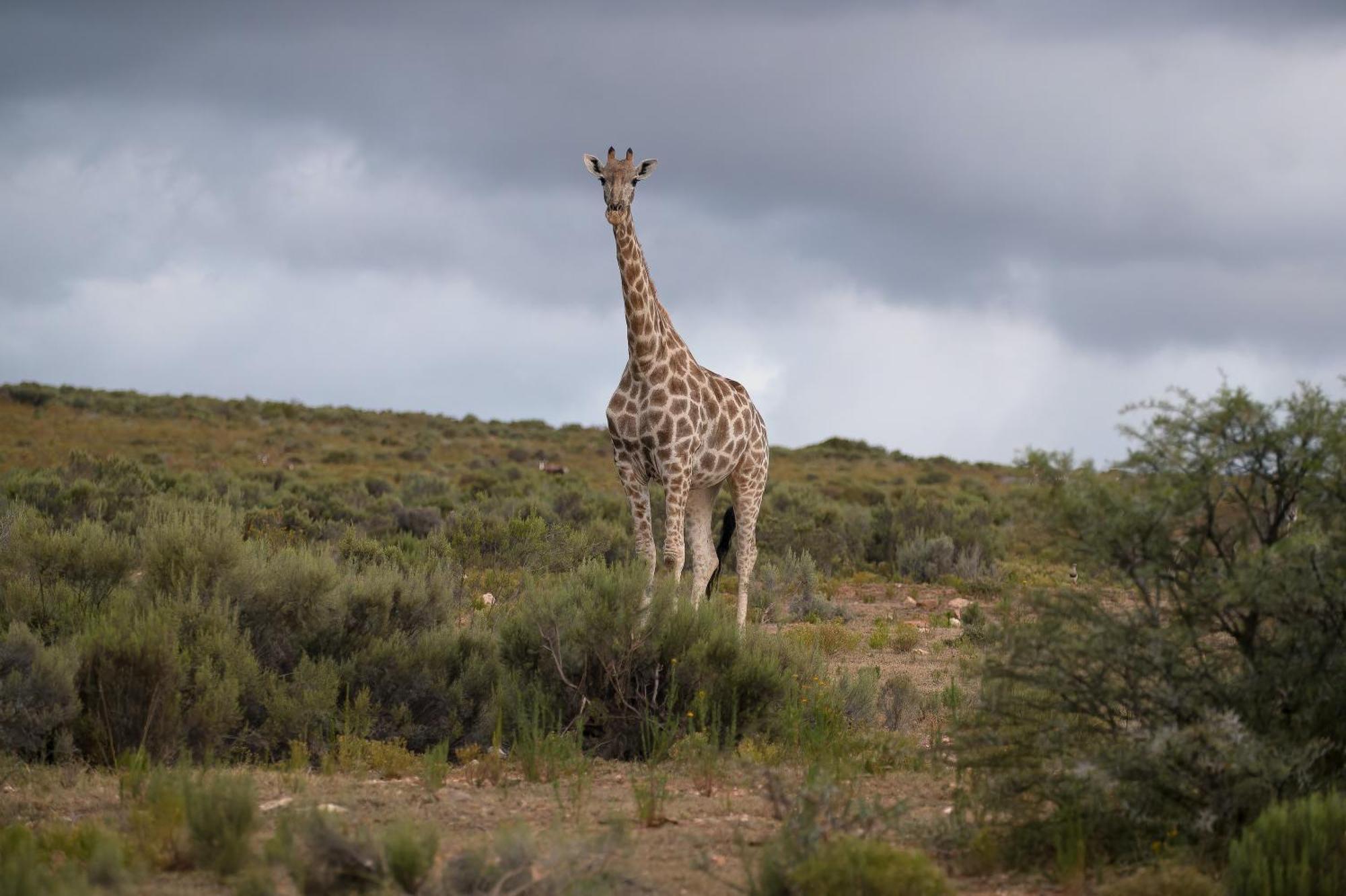 Lodge Swartberg Private Game Oudtshoorn